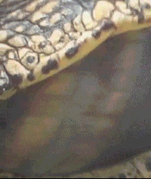 editing.gif