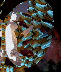 experimental.gif