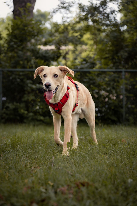 Montreal dog photography of a rescue dog walking in a park
