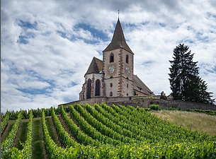 vignoble.JPG