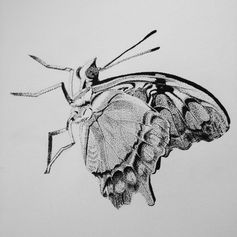 Micron pen dot drawing of a butterfly, on paper