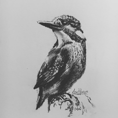 Kingfisher drawing in charcoal on paper