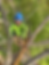 Arborist in blue helmet and yellow hi vis shirt is up a tree removing small branches