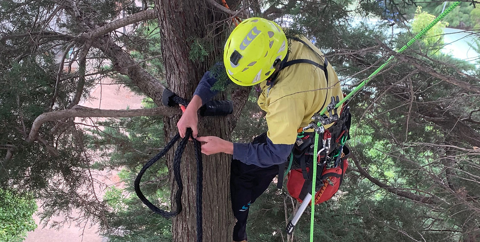 Arborist in yellow helmet attaching rope cabling to a tree trunk