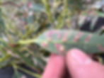Fingers holding a tree leaf which has been infected by disease