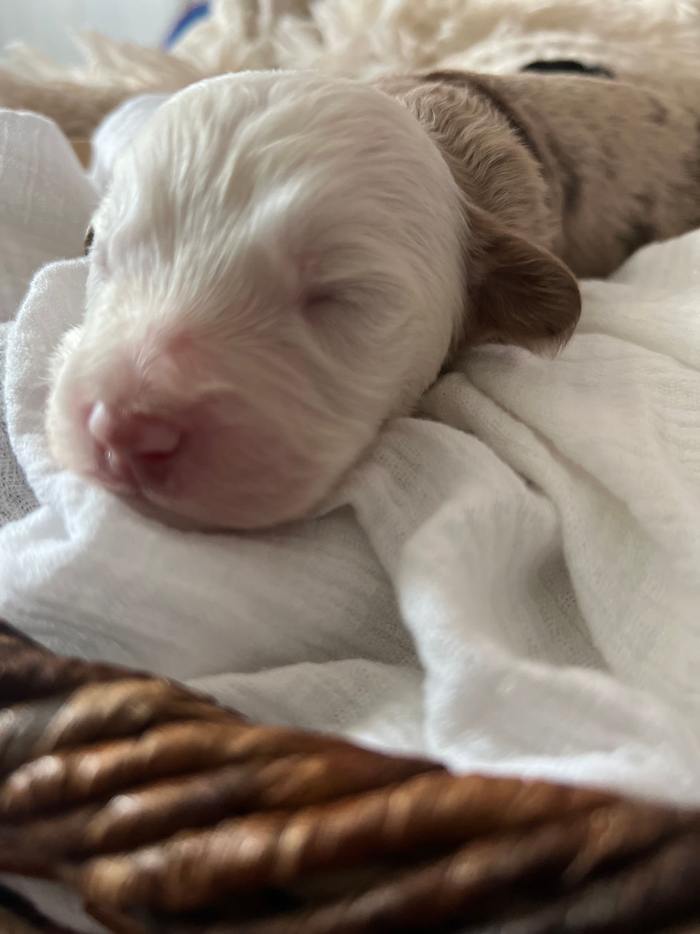 Mochi - 2 weeks