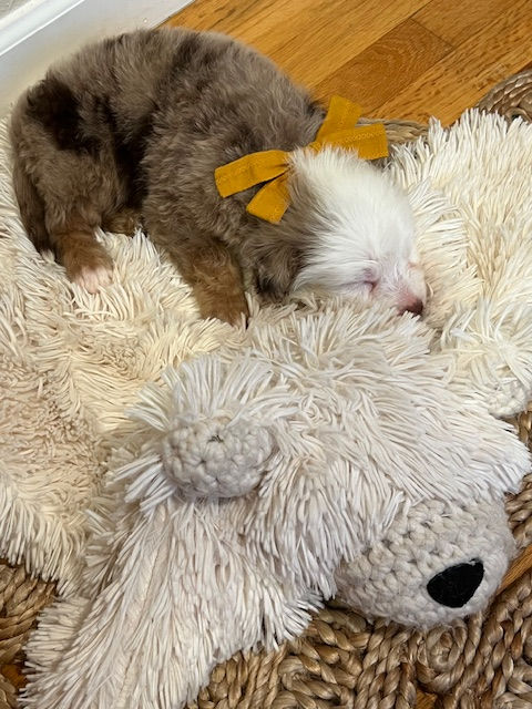 Mochi - 5 weeks