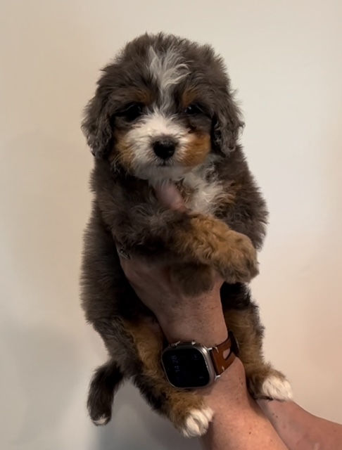 Winston - 5 weeks