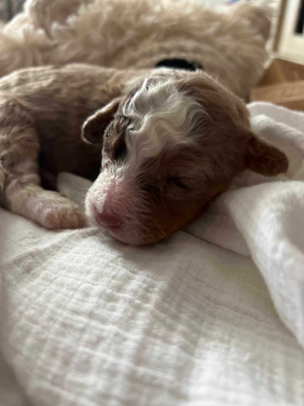 Waffles - 2 weeks