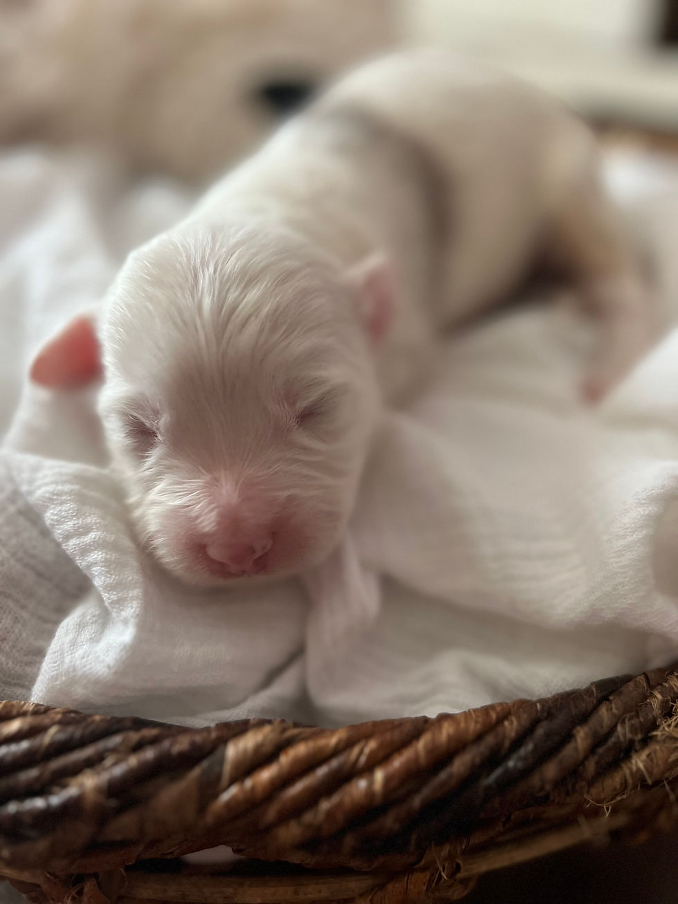 Shepard - 2 weeks