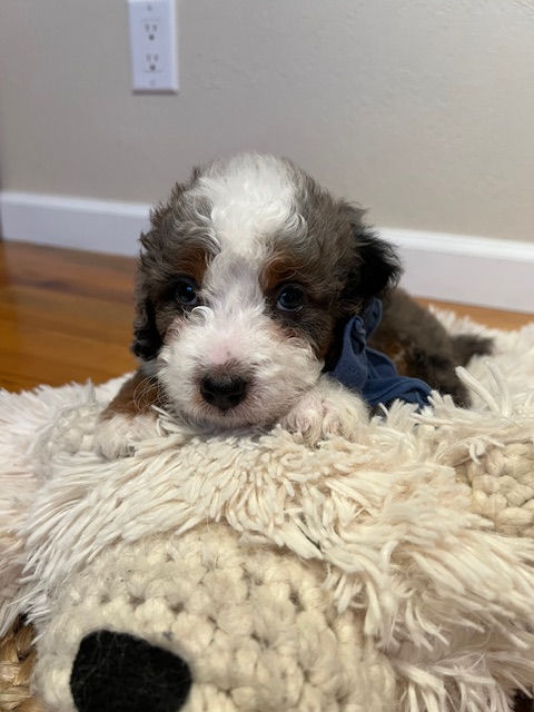 Moose - 5 weeks