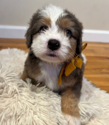 Gus 5 - weeks