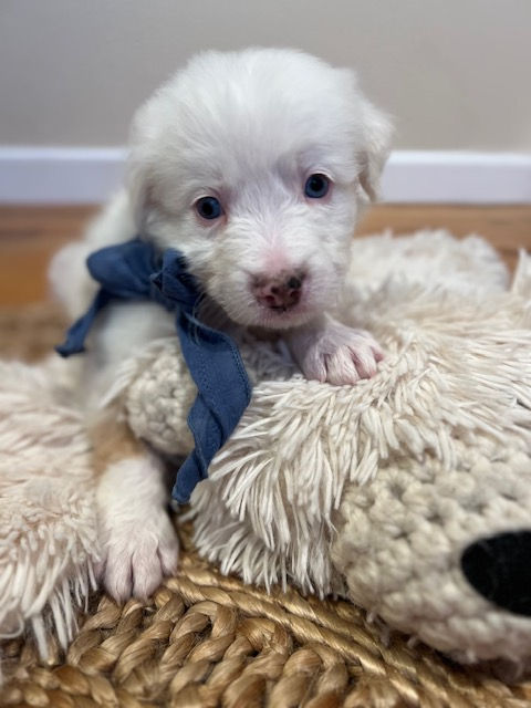 Shepard - 5 weeks