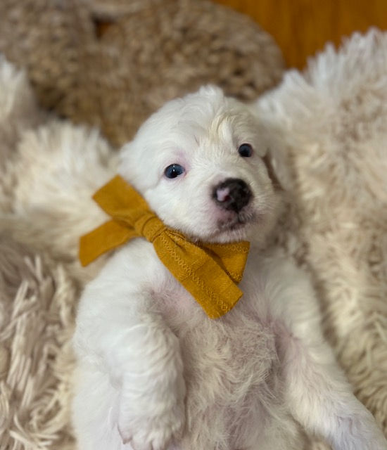 Marshmallow - 5 weeks