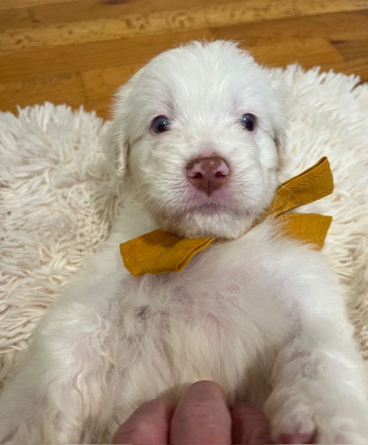 Noodle - 5 weeks