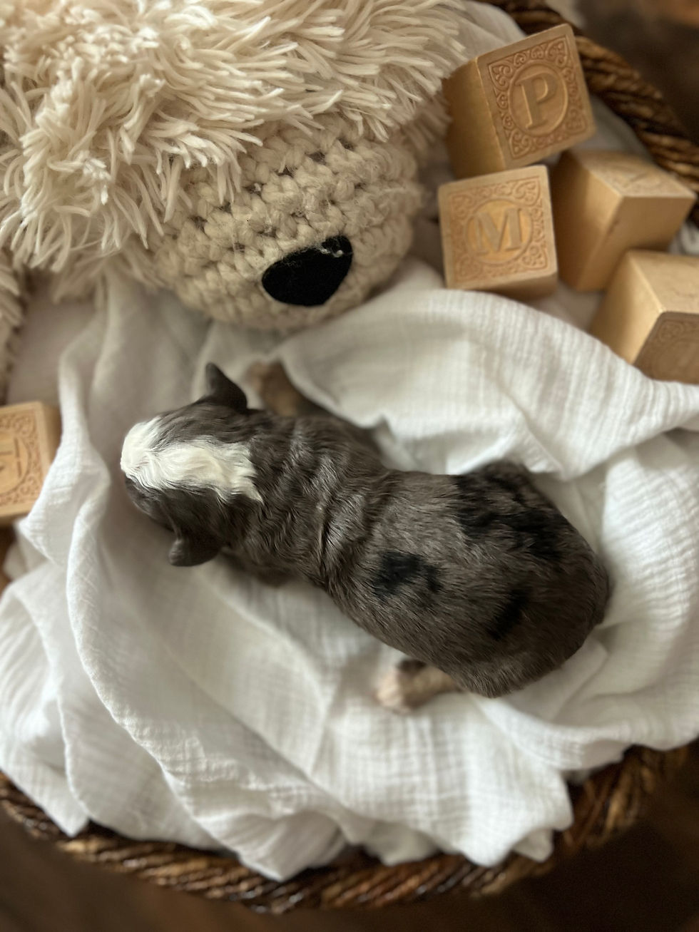 Gus - 2 weeks