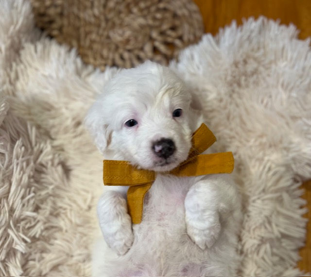 Marshmallow - 5 weeks