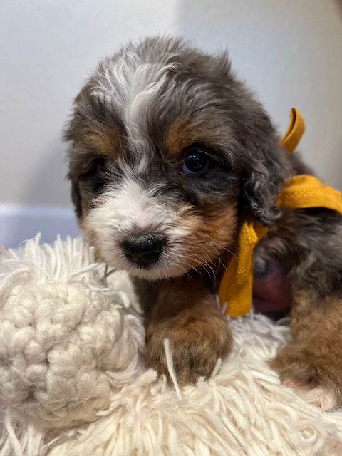 Winston - 5 weeks
