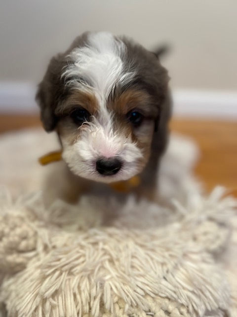 Gus - 5 weeks