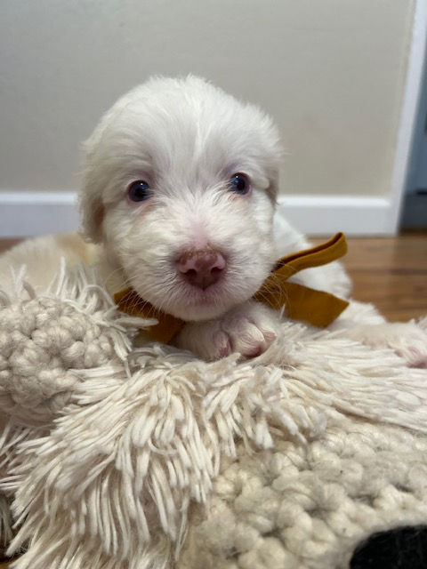Noodle - 5 weeks