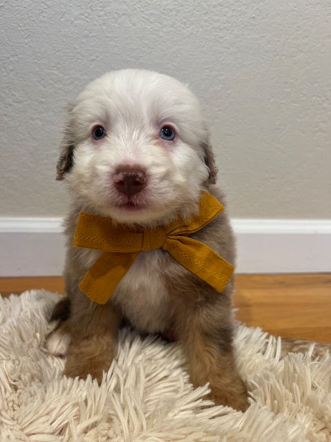 Mochi - 5 weeks