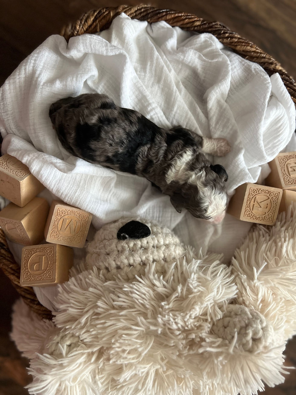 Moose - 2 weeks