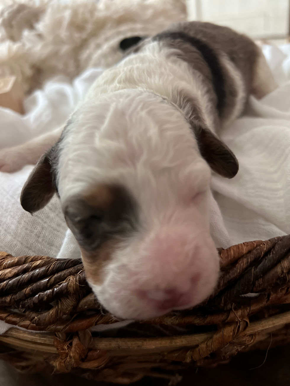S'mores - 2 weeks