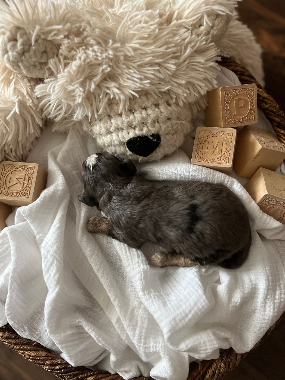 Winston - 2 weeks