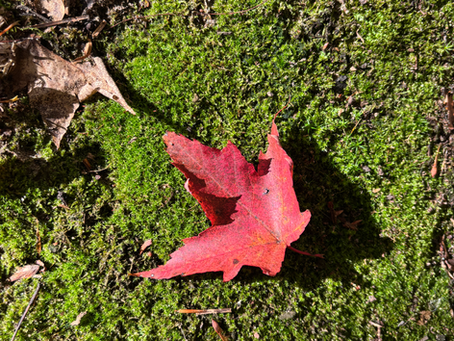 The Body’s First Relationship