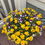 Thumbnail: Pansies