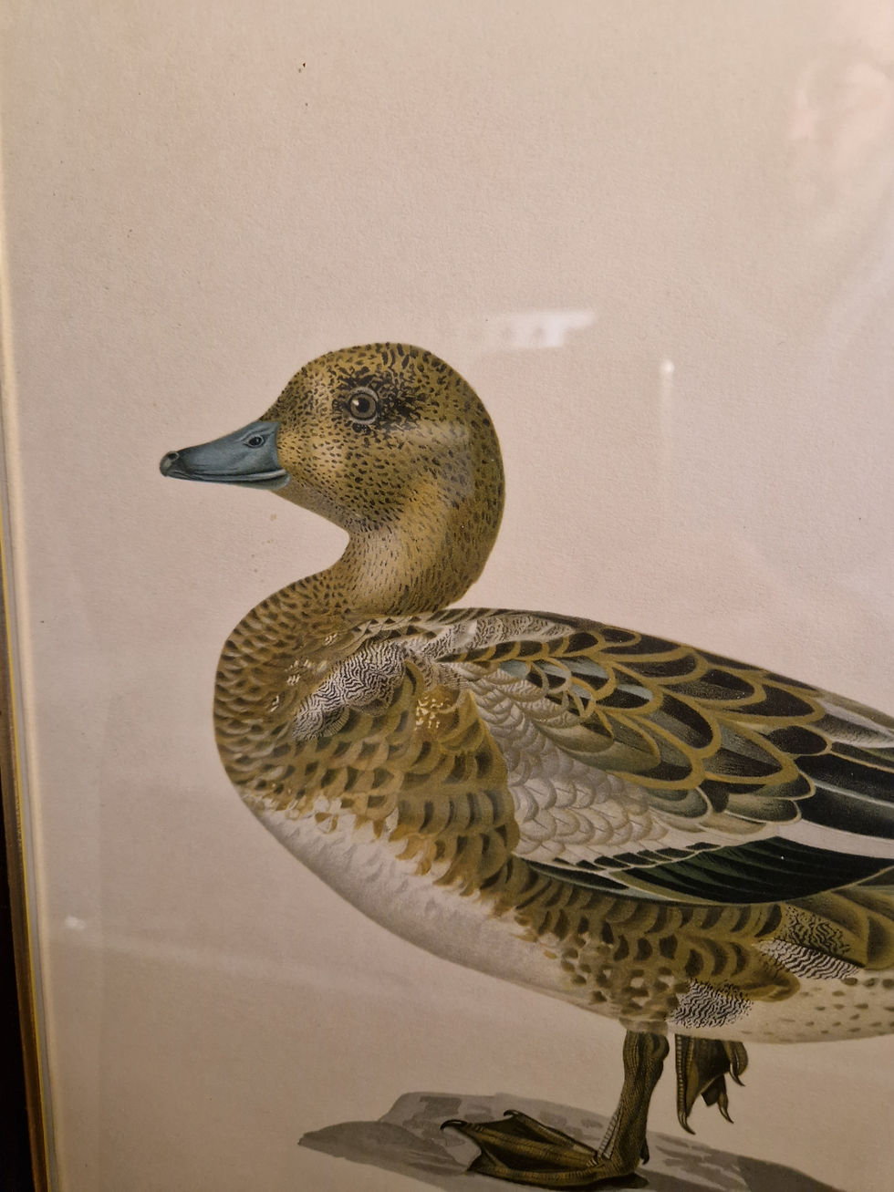 Miniatyrbild: Eller en bläsand kanske?