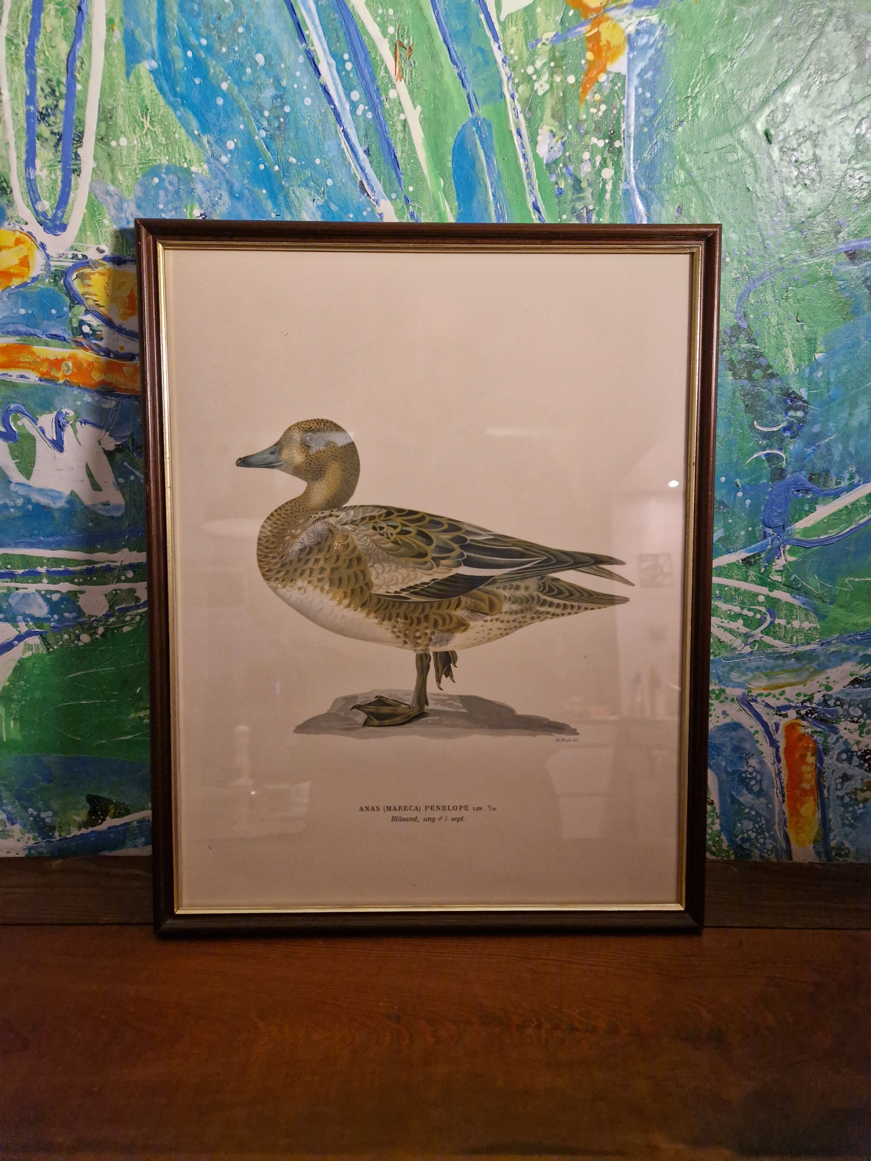 Eller en bläsand kanske?