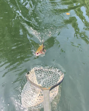 Beaver Tailwater Rainbow Trout