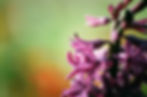 Purple Hyacinth Close Up