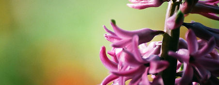 Purple Hyacinth Close Up