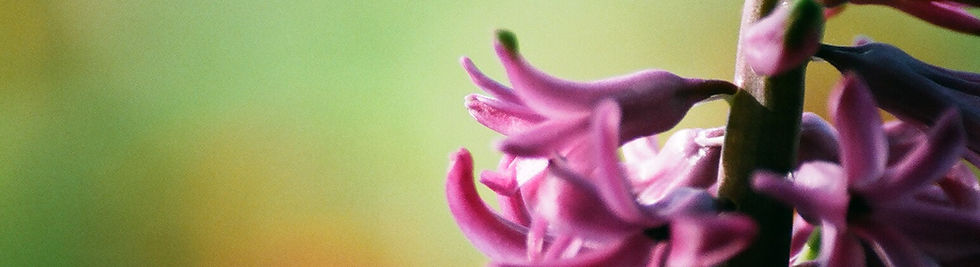 emerald necklaces, emerald birthstone necklaces, emerald necklace presents, emerald necklace gifts, cheap emerald necklaces, emerald chains, jewellery for someone born in may, necklace for someone born in may, emerald lockets, jewellery presents, jewellery