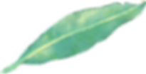 Tropical Leaf