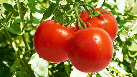 3 effetti sorprendenti del pomodoro. (Il n° 3 può tornarvi utile con l'estate alle porte)