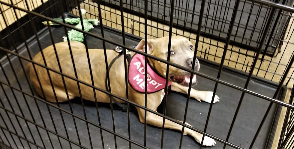 a dog waiting to be adopted