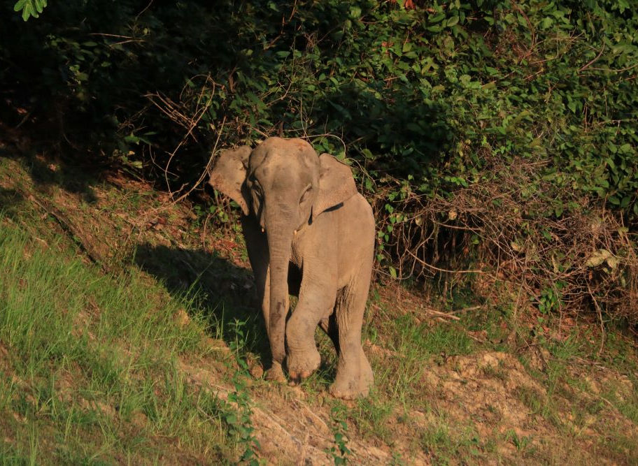 Khao Sok Übernacht Ausflug