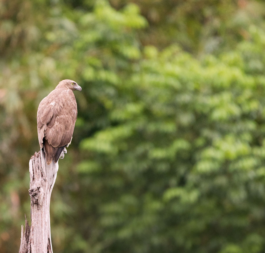 Khao Sok 2 Tage Baumhause