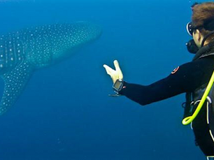 Scuba Diving in Southern Thailand – Definitely Worth It!