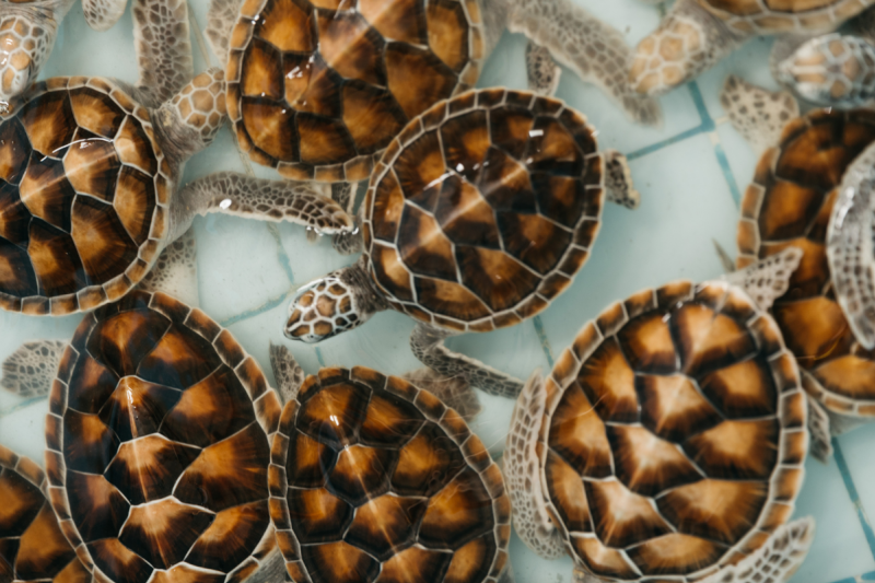 Schildkrötenerhaltungszentrum Khao Lak
