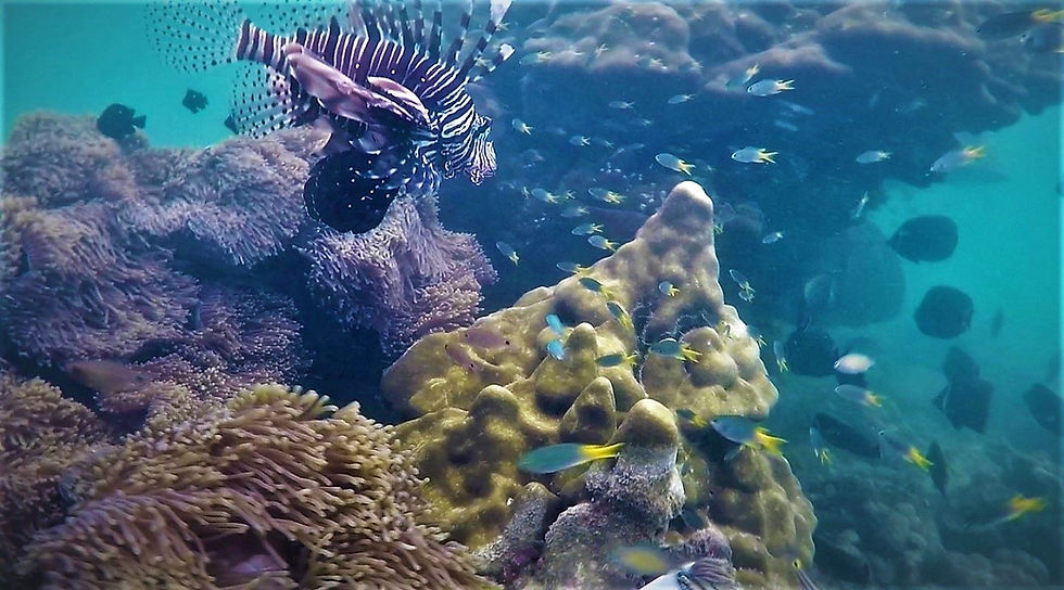 Lokales Schnorcheln Khao Lak