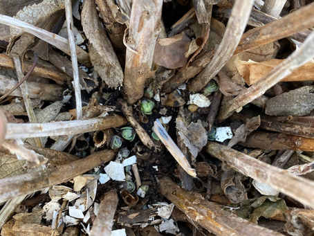 Signs of life! The autumn joy sedum, baby Iris, daffodils and hen and chicks Are ready to emerge!