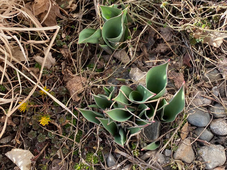 More signs of life here in Nebraska! Crocus and tulips are starting to emerge