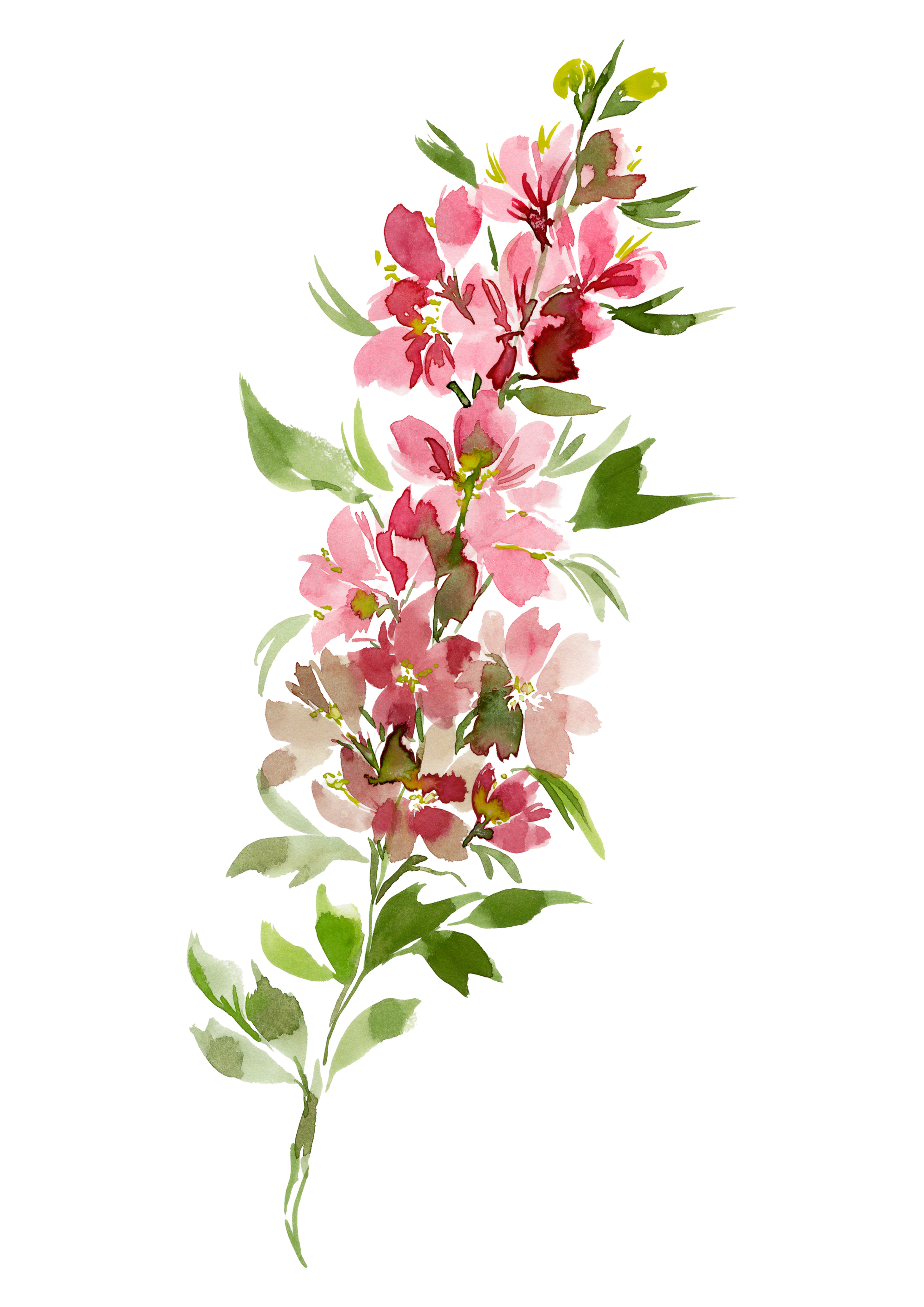 Delphinium