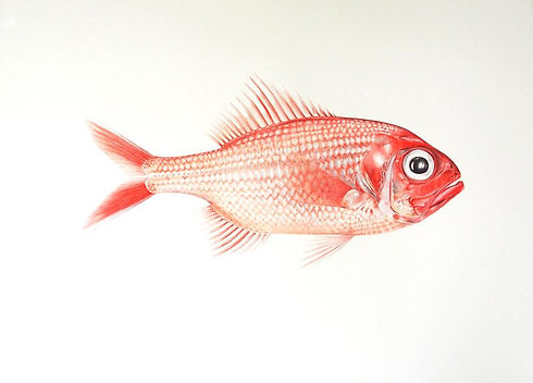 Redfish .jpg