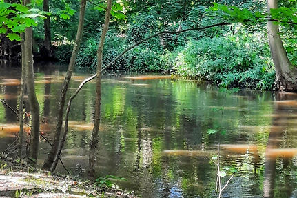 Walking Path Along the Naab River_edited