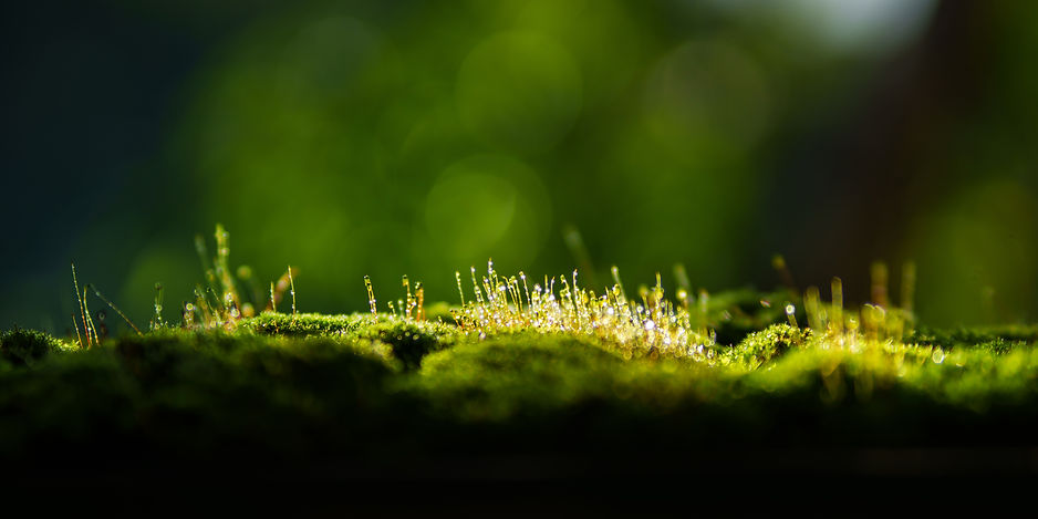 natural-green-moss-and-bokeh-light-from-background-2026-01-08-22-28-54-utc.jpg